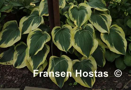 Hosta Broad Band